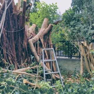 庭木伐採から駐車場造成までの流れ