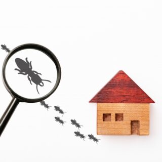 仙台市シロアリ被害で解体を検討すべきサインとは？