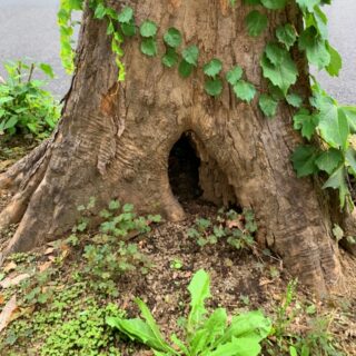 仙台市 幹に空洞がある木は危険？伐採すべき判断ポイント