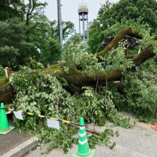 仙台市 倒木の危険がある木の見分け方