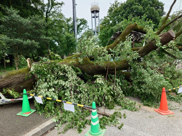 仙台市 倒木の危険がある木の見分け方