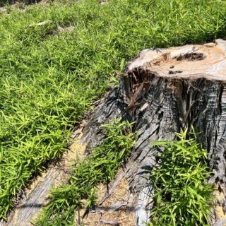 伐根しないと雑草が増える理由