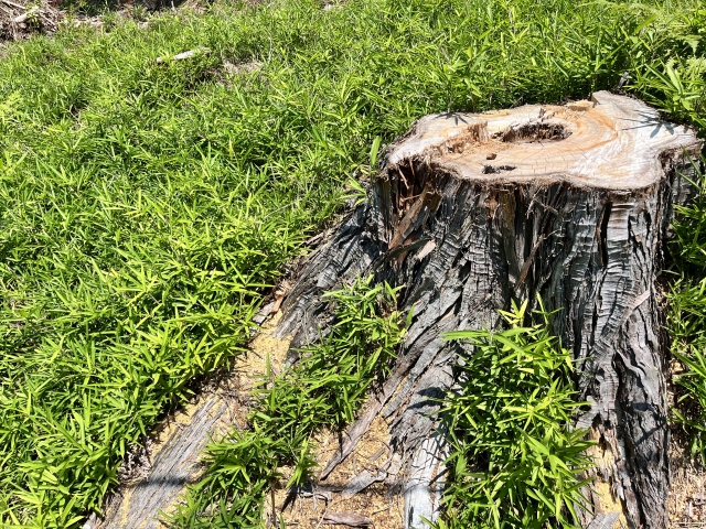 伐根しないと雑草が増える理由