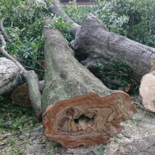 重機が入らない庭の伐採方法とは？