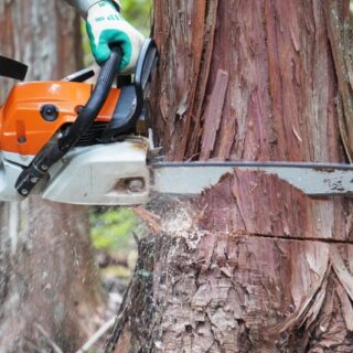 高木の伐採費用が高い理由/なぜ想像以上にコストがかかるのか