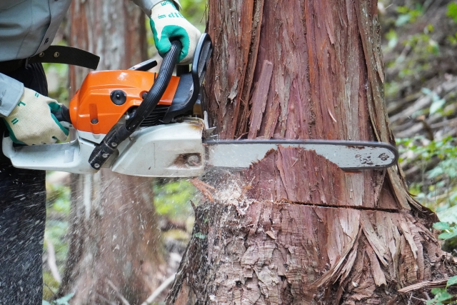 高木の伐採費用が高い理由/なぜ想像以上にコストがかかるのか