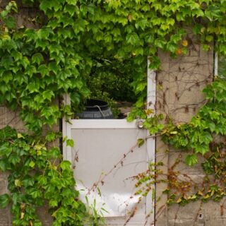 空き家の庭木を放置するとどうなる？