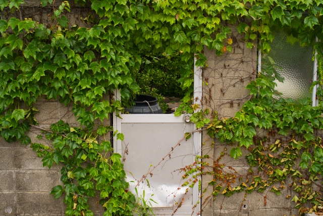 空き家の庭木を放置するとどうなる？