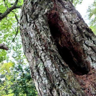 庭木が倒れる前に行うべき安全チェック