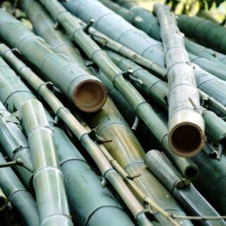 竹の繁殖力が強い理由と伐採のタイミング
